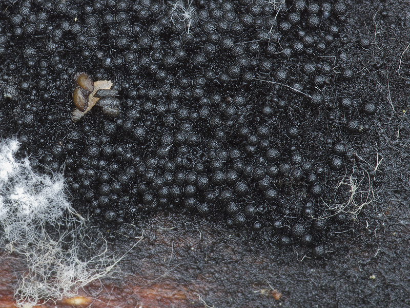 Chaetosphaerella phaeostroma